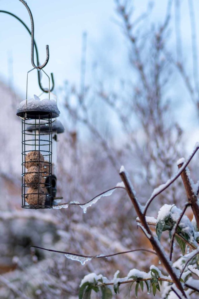 wildlife garden winter birds good fronds