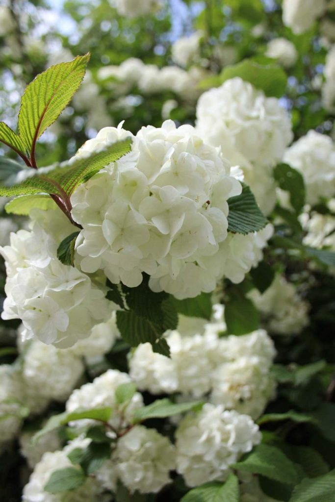 sustainable gardening RHS Chelsea Flower Show