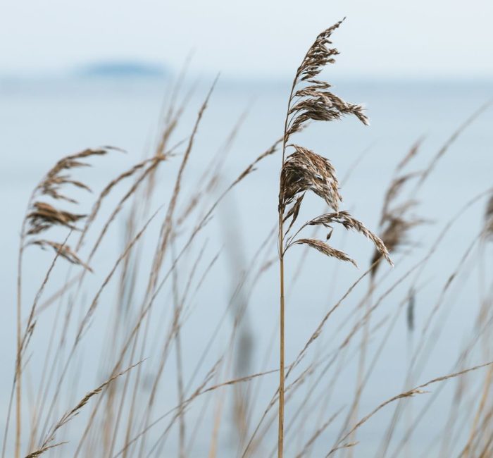 Good Fronds - Coastal Home