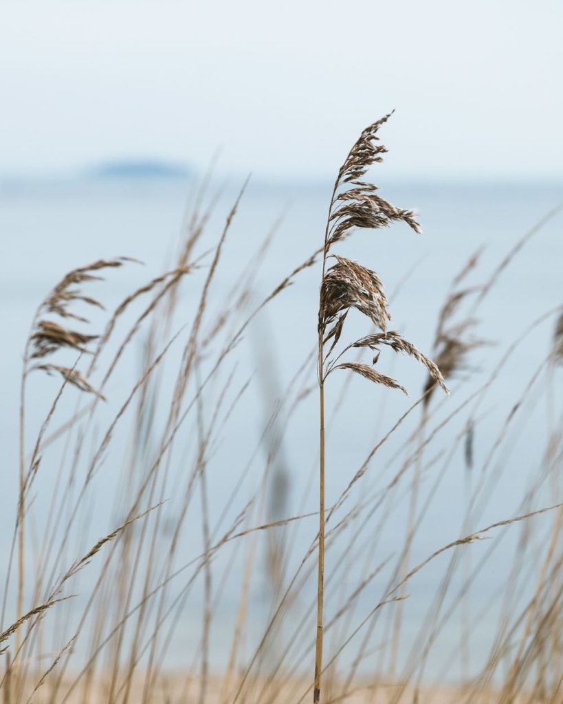 Good Fronds - Coastal Home