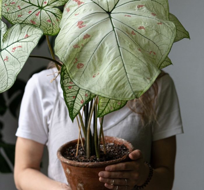 How To Keep Your Houseplants Happy This Winter