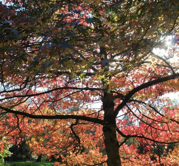 National Trust Bodnant Garden